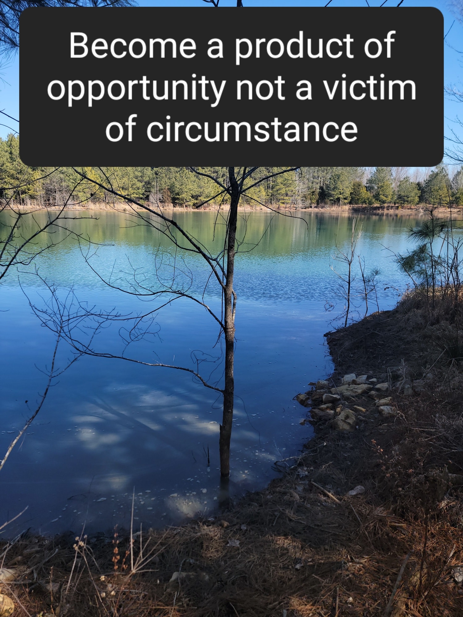 a photo of a sapling in water with a quote Become a product of opportunity not a victim of circumstance